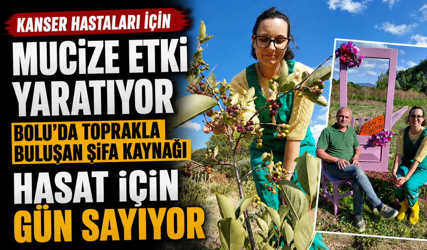 Bolu'da toprakla buluşan şifa kaynağı, hasat için gün sayıyor