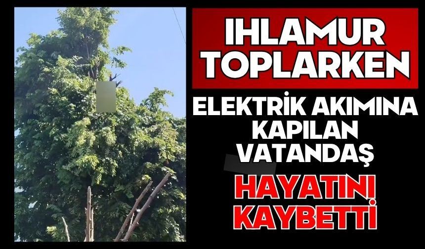 Ihlamur toplarken elektrik akımına kapılan vatandaş hayatını kaybetti