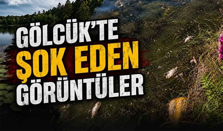 Bolu’nun incisinde balıklar ölüyor