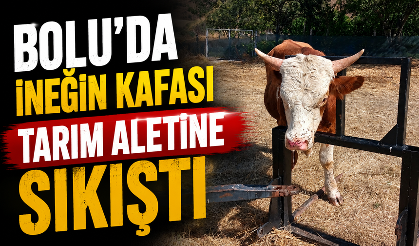 Bolu’da ineğin kafası tarım aletine sıkıştı
