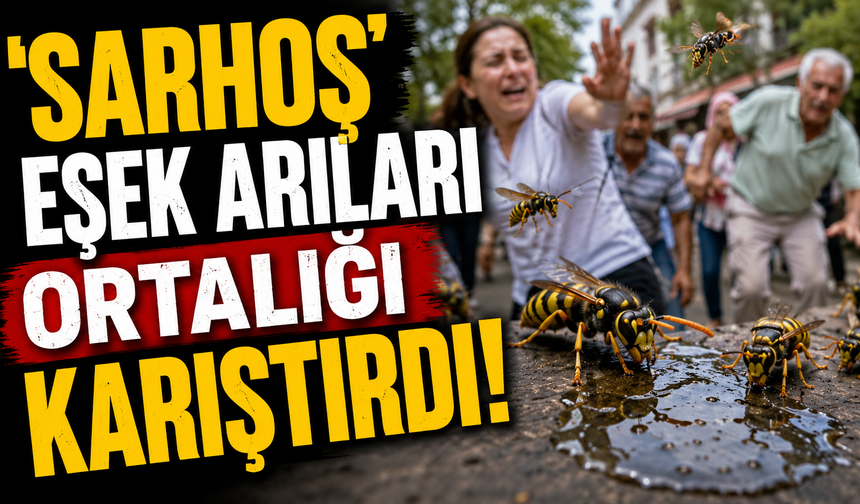 'Sarhoş' eşek arıları ortalığı karıştırdı!