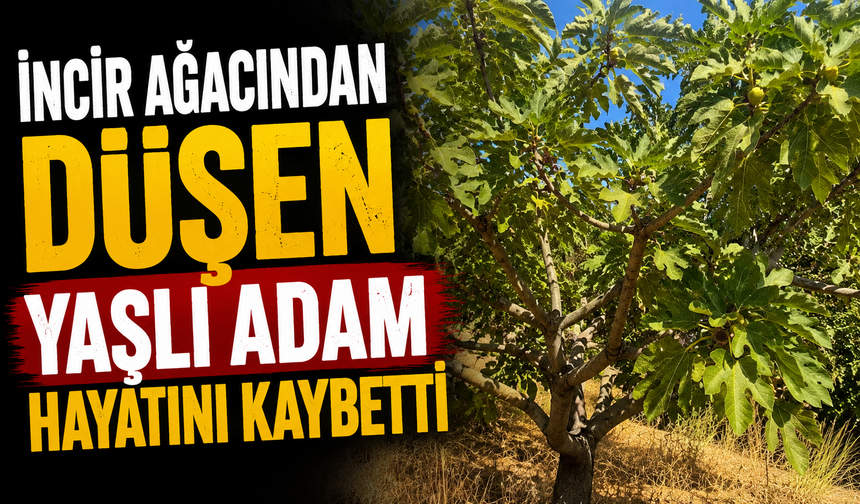 İncir ağacından düşen yaşlı adam hayatını kaybetti
