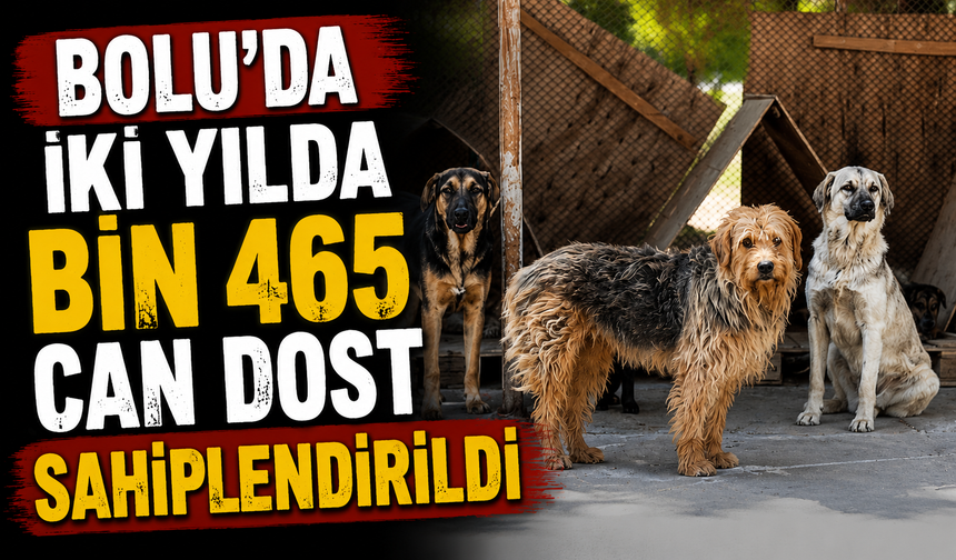 Bolu'da iki yılda bin 465 can dost sahiplendirildi