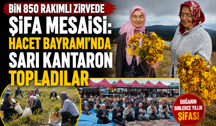 Bin 850 rakımlı zirvede şifa mesaisi: Hacet Bayramı'nda sarı kantaron topladılar