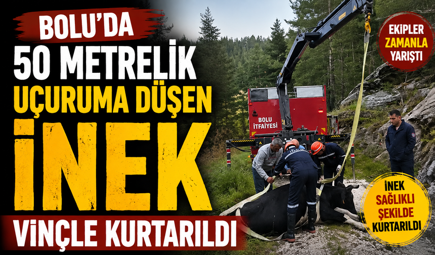 Bolu'da 50 metrelik uçuruma düşen inek vinçle kurtarıldı