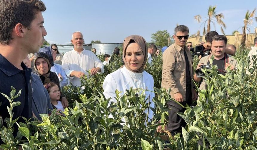 Bakan Göktaş Düzce’de yaban mersini topladı