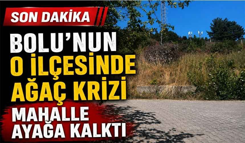 Bolu'nun en büyük ilçesinde ağaç kesme krizi