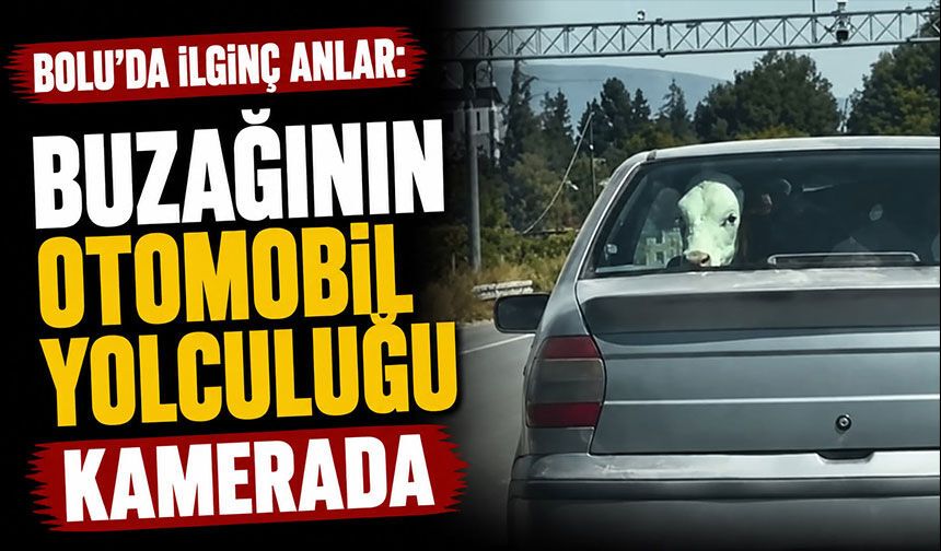 Bolu’da ilginç anlar: Buzağının otomobil yolculuğu kamerada
