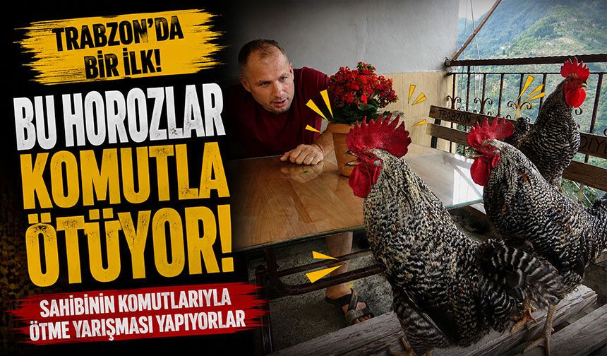 Bu horozlar komutla ötüyor