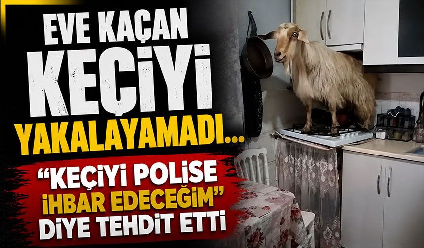 Eve kaçan keçiyi yakalayamadı..."Keçiyi polise ihbar edeceğim" diye tehdit etti