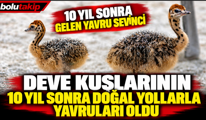 10 yıl sonra gelen yavru sevinci: Deve kuşlarının 10 yıl sonra doğal yollarla yavruları oldu