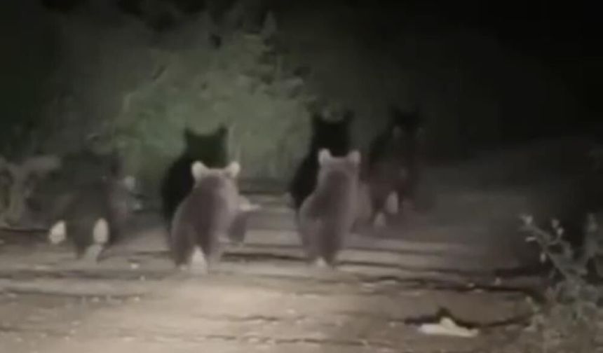 Düzce'de anne ayı ve 3 yavrusu görüntülendi