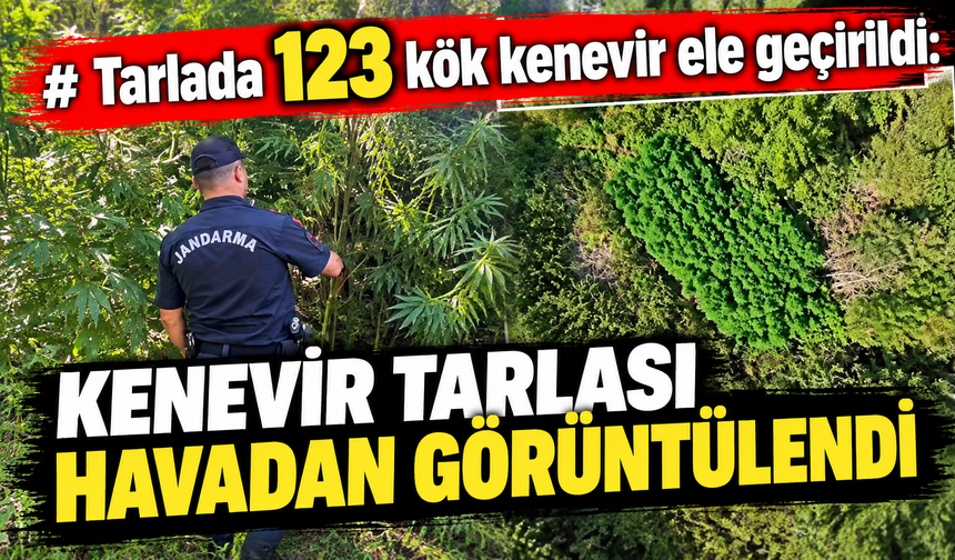 TARLADA 123 KÖK KENEVİR ELE GEÇİRİLDİ