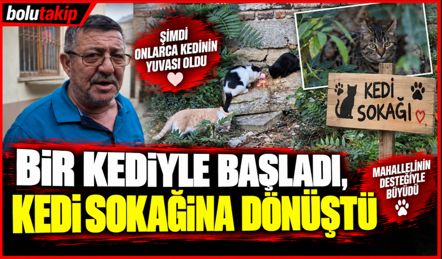 Bir kediyle başladı, kedi sokağına dönüştü