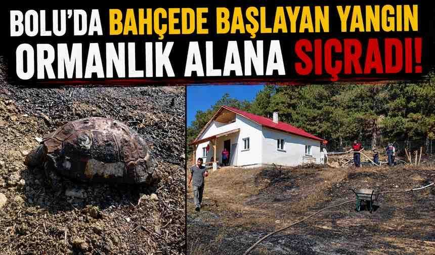 Bolu'da bahçede başlayan yangın ormanlık alana sıçradı