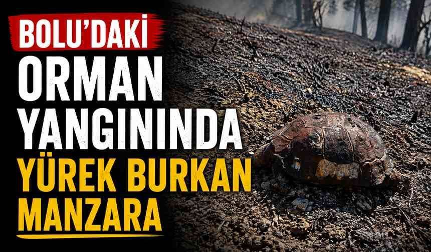 Bolu'daki orman yangınında yürek burkan manzara