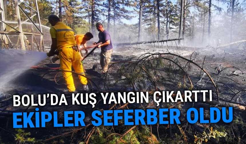 Bolu'da, kuş orman yangını çıkarttı
