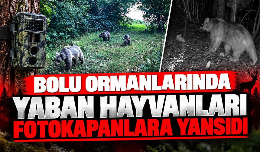 Bolu ormanlarında yaban hayvanları fotokapanlara yansıdı