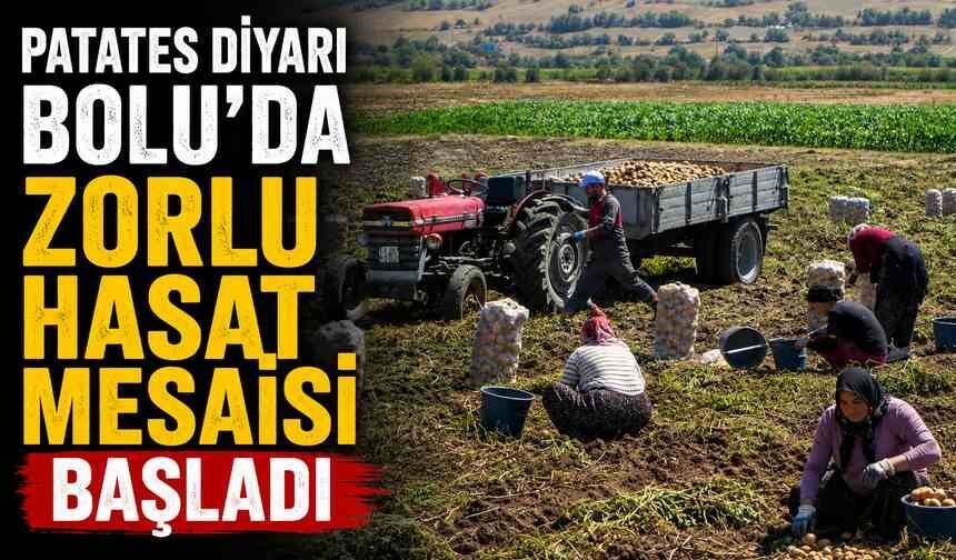 Patates diyarı Bolu'da zorlu hasat mesaisi başladı