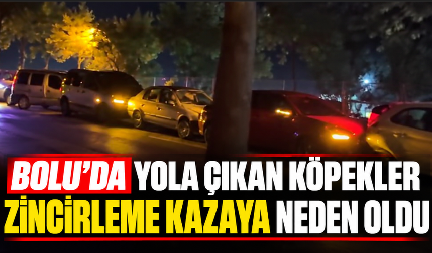 Bolu'da yola çıkan köpekler zincirleme kazaya neden oldu