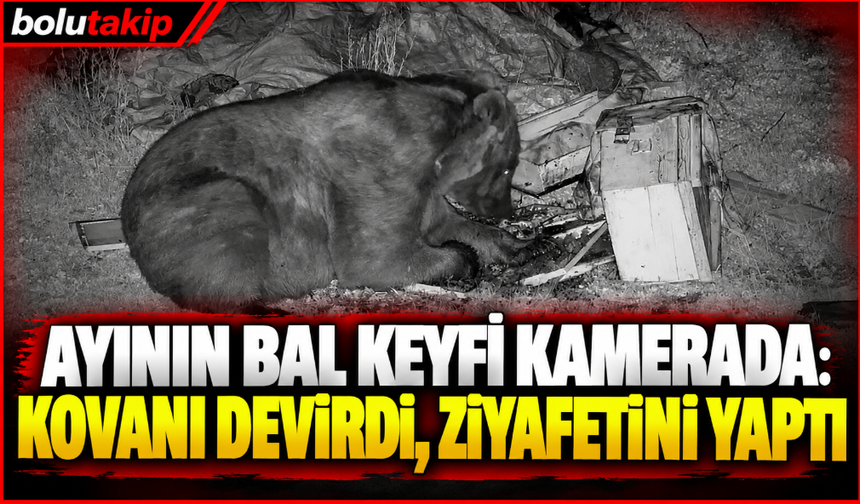 Ayının bal keyfi kamerada: Kovanı devirdi, ziyafetini yaptı