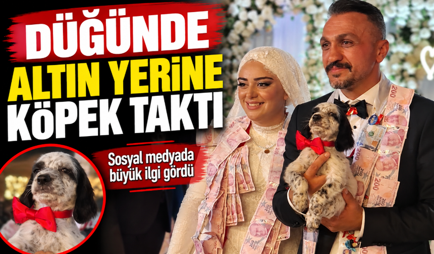 Düğünde altın yerine köpek taktı