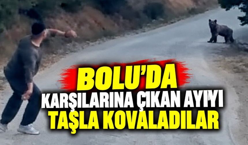 Bolu'da karşılarına çıkan ayıyı taşla kovaladılar