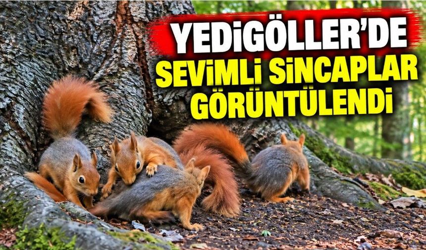 Yedigöller'de sevimli sincaplar görüntülendi