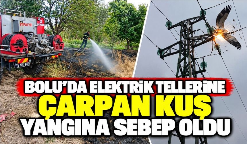 Bolu'da elektrik tellerine çarpan kuş yangına sebep oldu