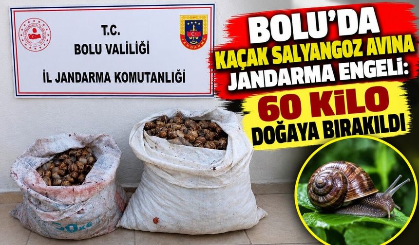 Bolu’da Kaçak Salyangoz Avına Jandarma Engeli: 60 Kilo Doğaya Bırakıldı