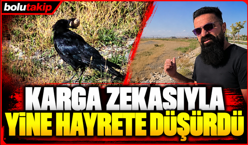 Karga zekasıyla yine hayrete düşürdü