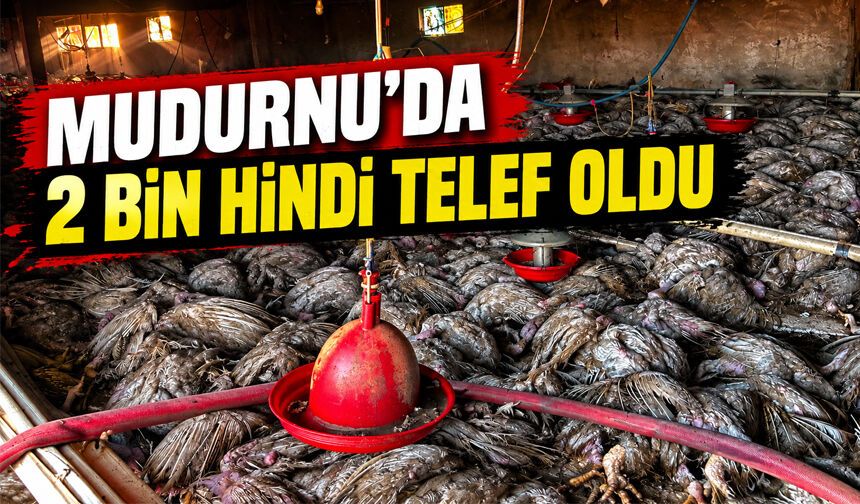 Mudurnu'da hindi kümesinde yangın