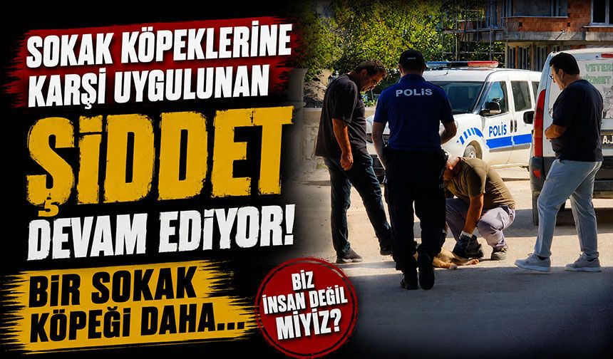 Sokak köpeklerine karşı uygulunan şiddet devam ediyor, Bir sokak köpeği daha...