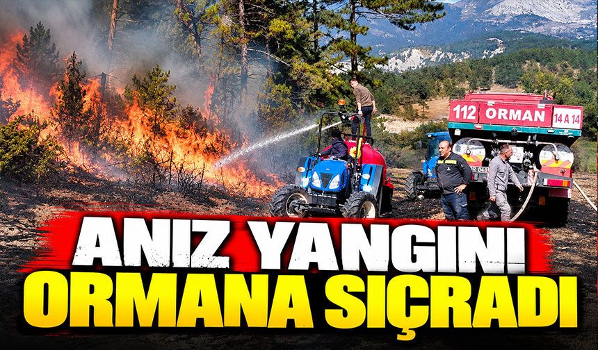 Anız yangını ormana sıçradı
