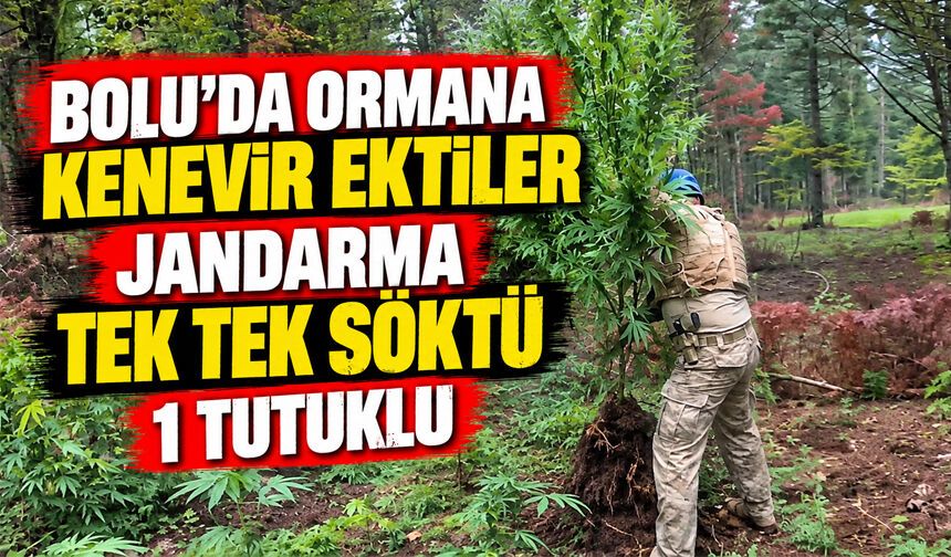 Bolu’da Ormanlık Alanda Kenevir Operasyonu: 1 Şüpheli Tutuklandı