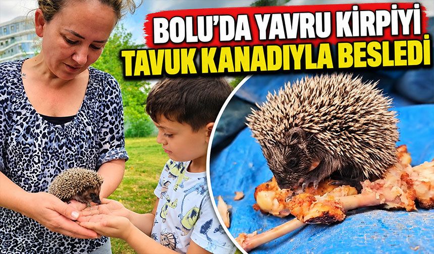 Bolu’da yavru kirpiyi tavuk kanadıyla besledi