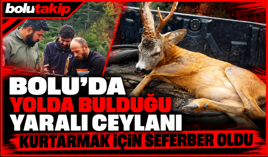 Bolu'da yolda bulduğu yaralı ceylanı kurtarmak için seferber oldu