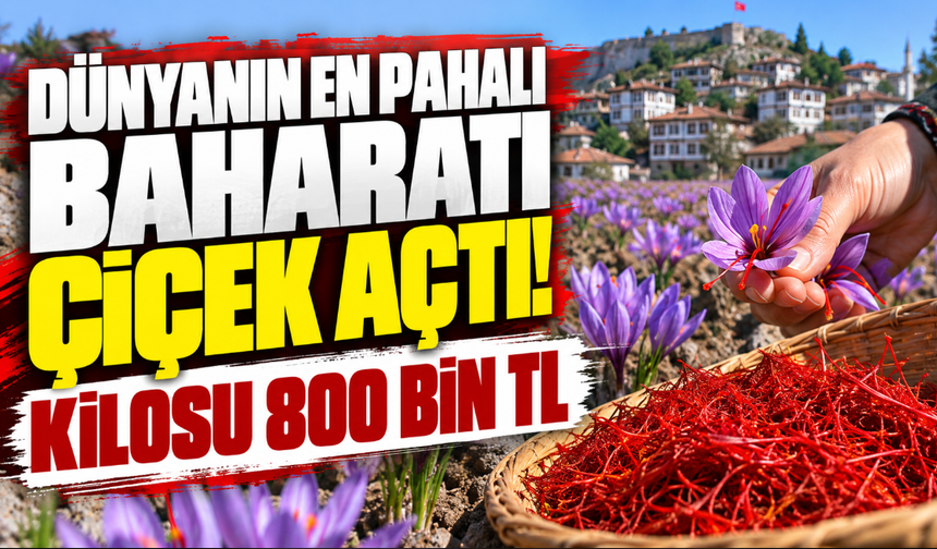 Dünyanın En Pahalı Baharatı Çiçek Açtı! Kilosu 800 Bin TL
