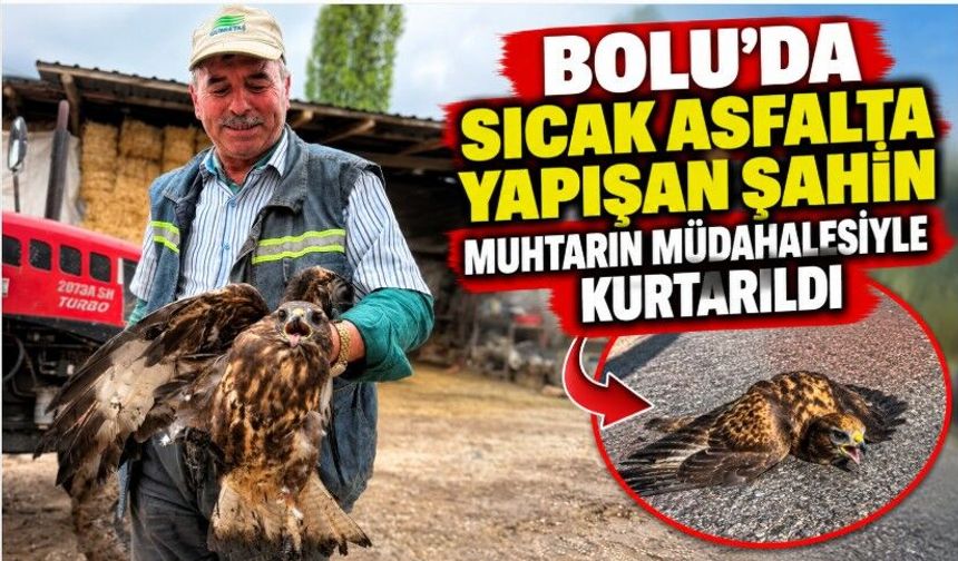 Bolu'da sıcak asfalta yapışan şahin, muhtarın müdahalesiyle kurtarıldı