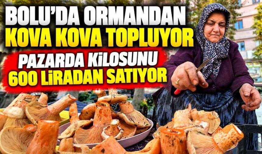 Bolu’da ormandan kova kova topluyor, pazarda kilosunu 600 liradan satıyor