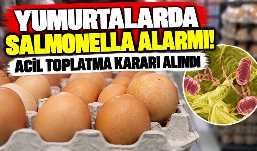 Yumurtalarda salmonella alarmı! Acil toplatma kararı alındı