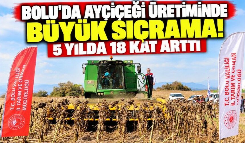 Bolu’da ayçiçeği üretiminde büyük sıçrama! 5 yılda 18 kat arttı