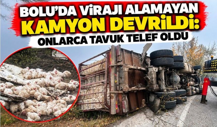 Bolu'da virajı alamayan kamyon devrildi: Onlarca tavuk telef oldu