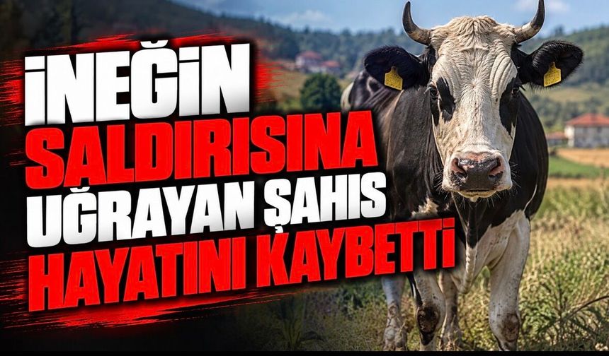 İneğin saldırısına uğrayan şahıs hayatını kaybetti