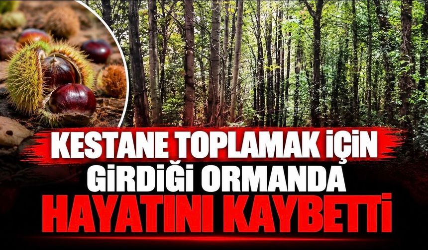 Kestane toplamak için girdiği ormanda hayatını kaybetti