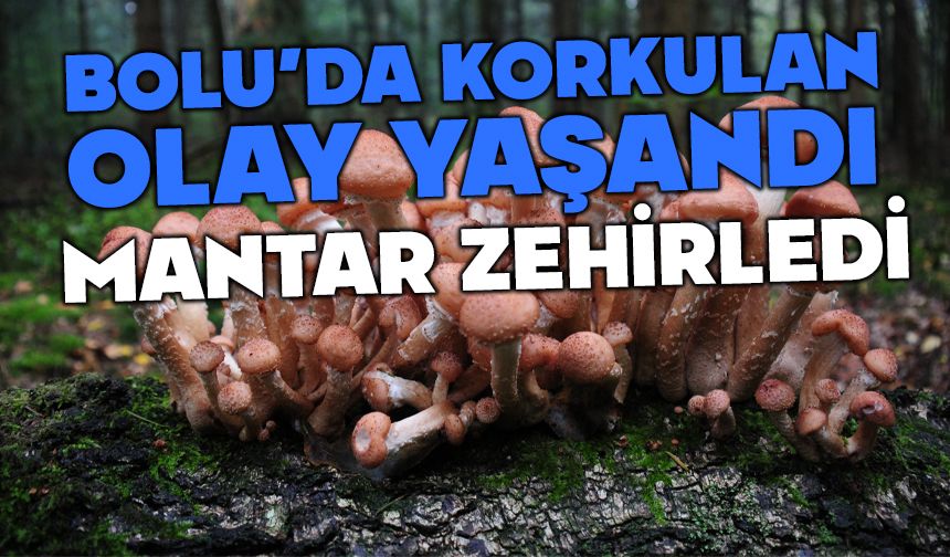 Bolu’da, korkulan oldu mantardan zehirlendi