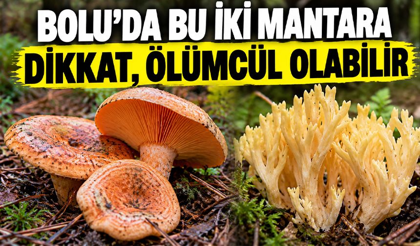 Bolu’da bu iki mantara dikkat, ölümcül olabilir