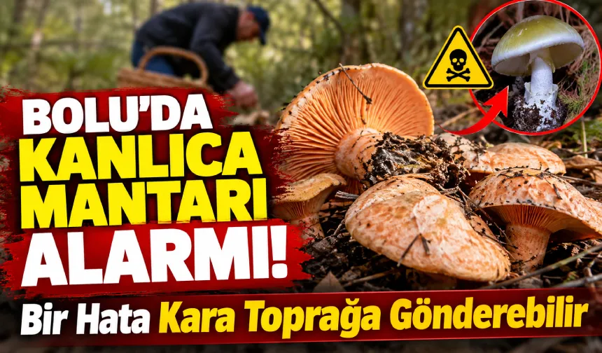 İlk Vaka Görüldü! Bolu’da Kanlıca Mantarı Alarmı: Bir Hata Kara Toprağa Gönderebilir