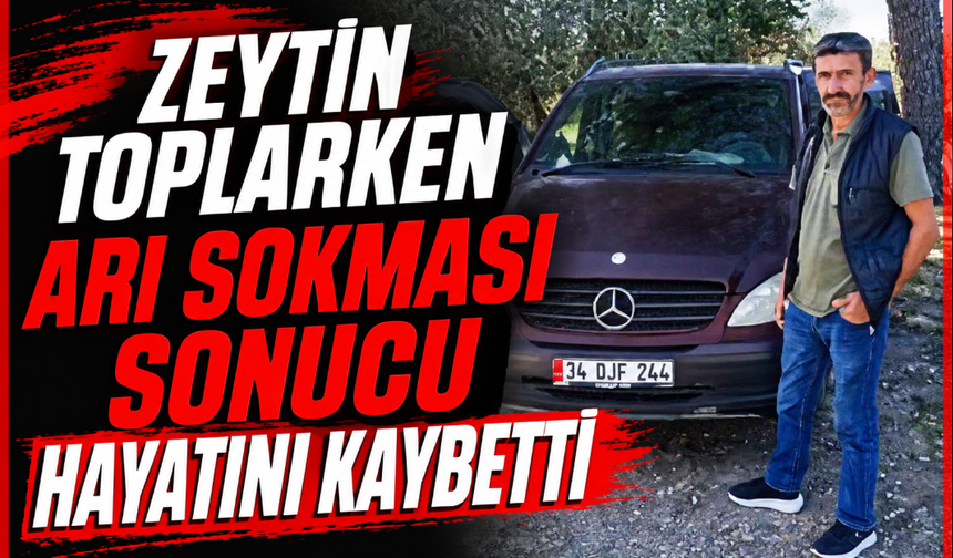 Zeytin toplarken arı soktu hayatını kaybetti